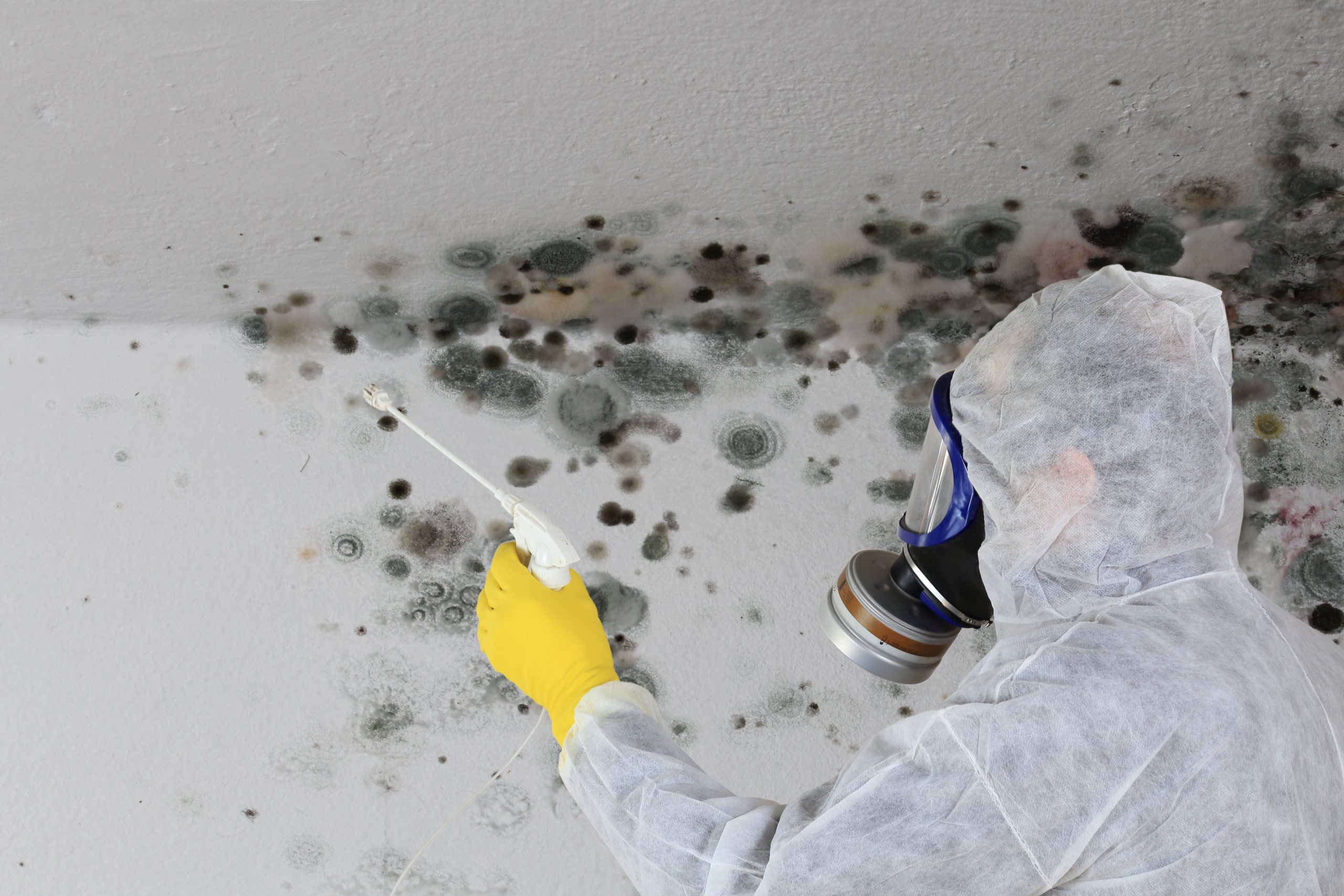 SchimmelPilz Sanierung im Innenraum