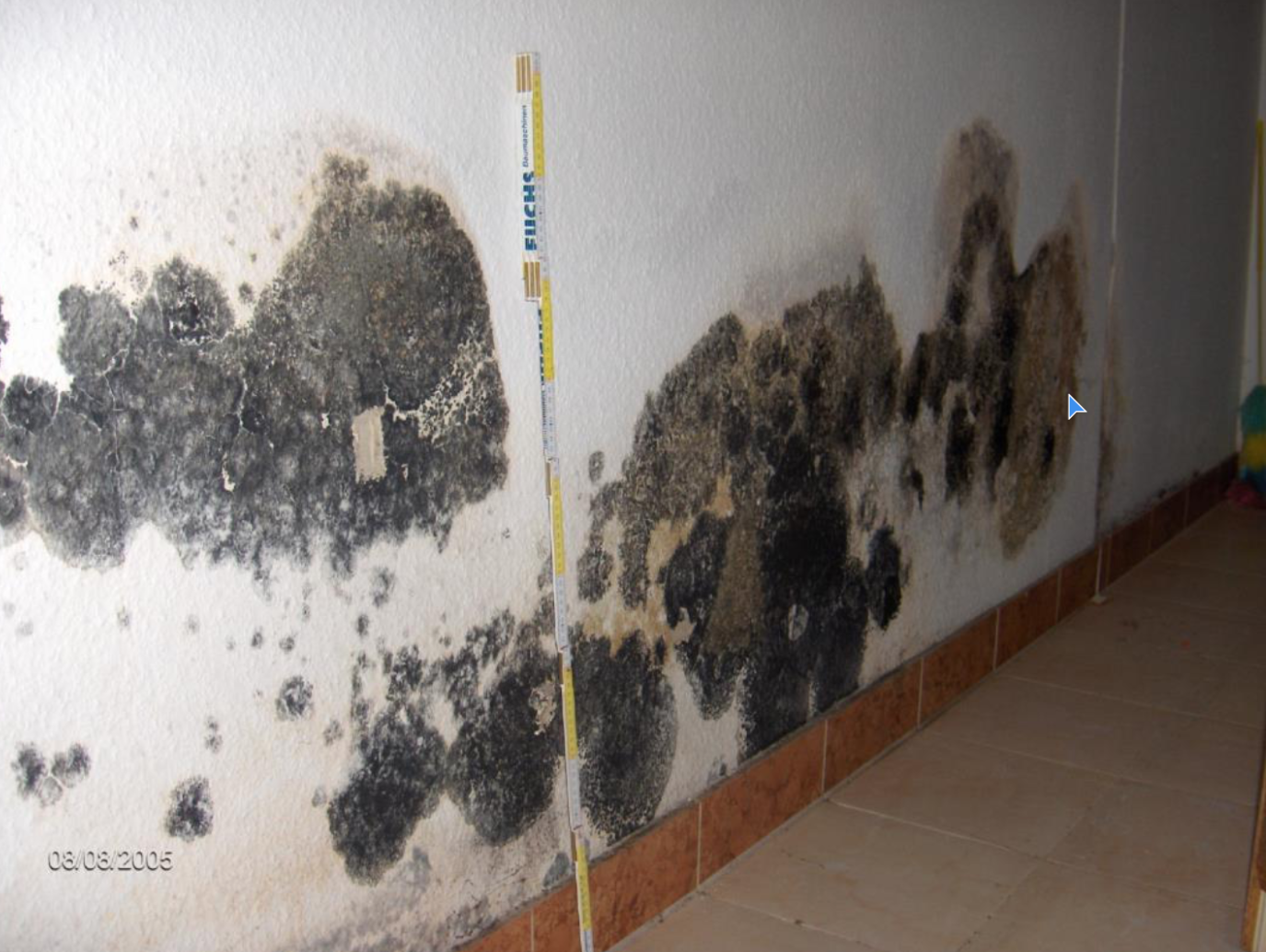 Schimmelpilz Wand